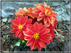 foto Fiori